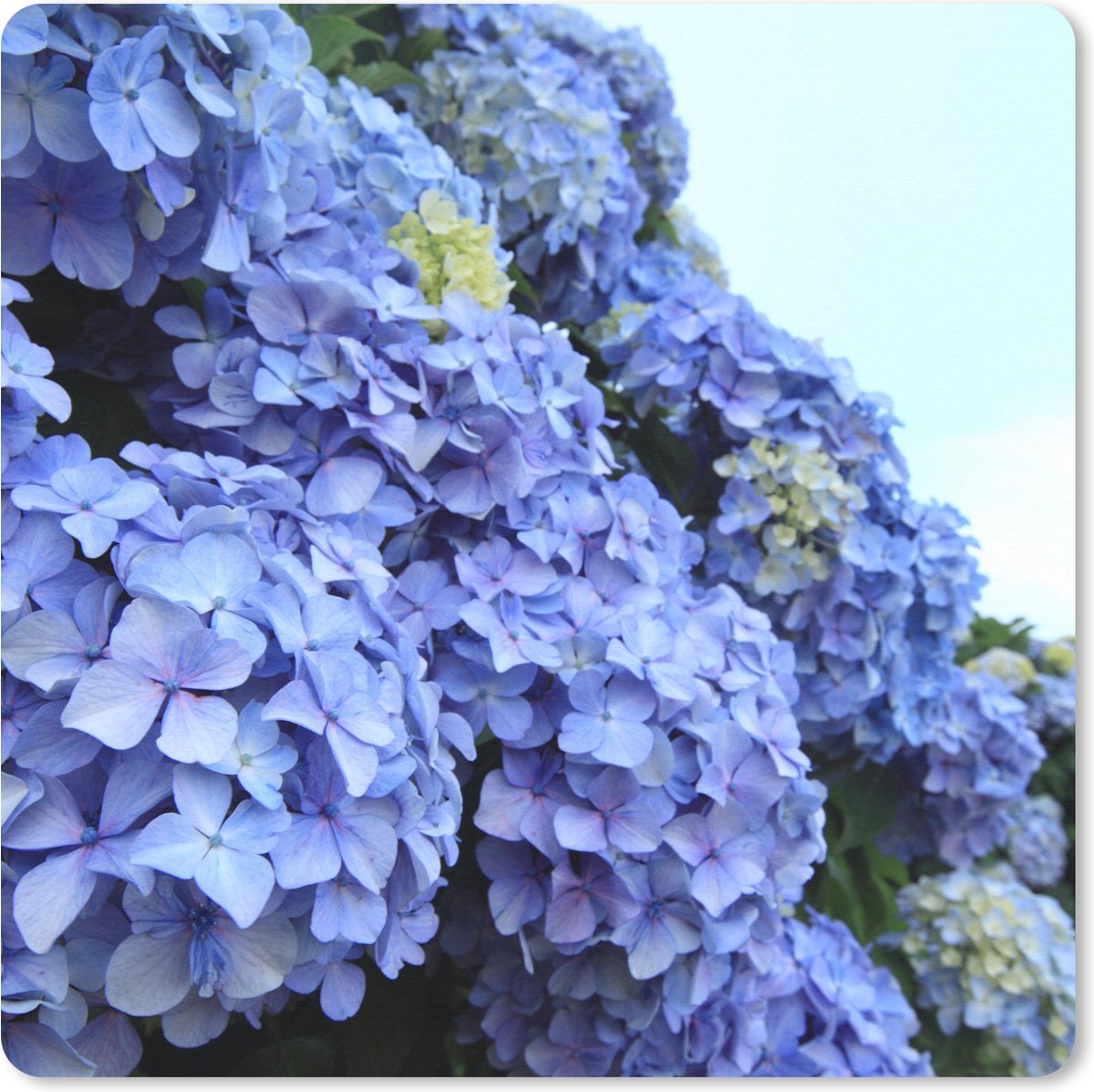 Muismat XXL - Bureau onderlegger - Bureau mat - Hortensia bloemen - 50x50 cm - XXL muismat