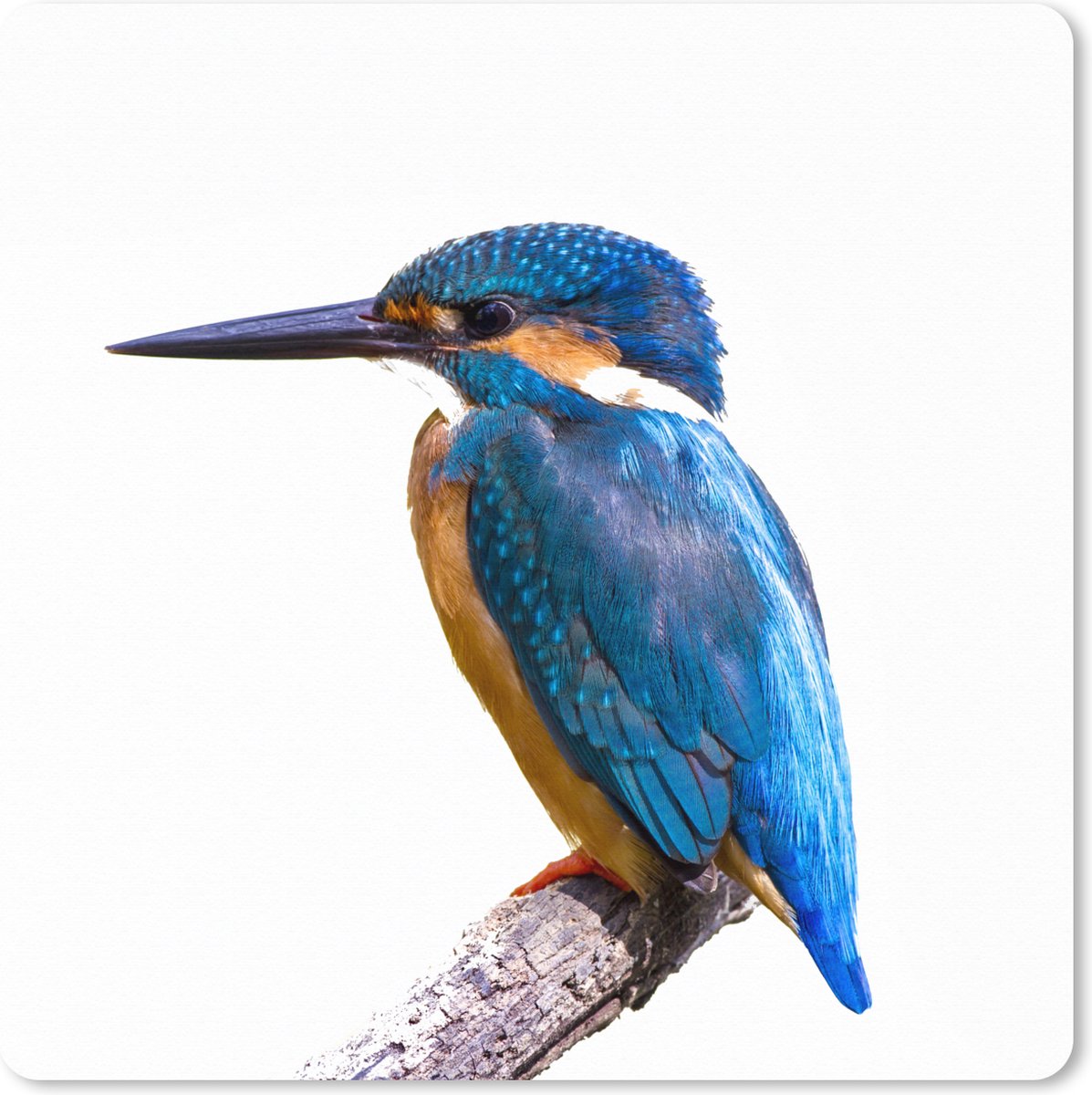 Muismat XXL 50x50 cm - Bureau onderlegger - Bureau mat IJsvogel - Veren - Tak - Blauw - Bureaumat - Gaming mousepad xl - Bureaulegger groot - Computer deskmat