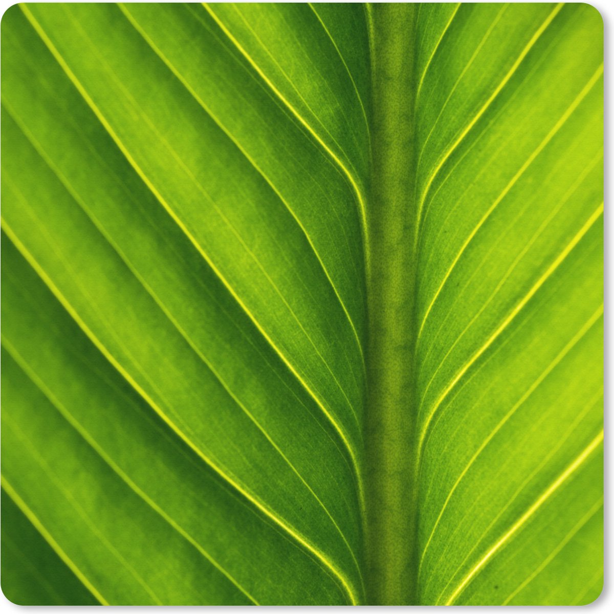 Muismat XXL 50x50 cm - Bureau onderlegger - Bureau mat Foto van een lichtgroen botanisch blad - Bureaumat - Gaming mousepad xl - Bureaulegger groot - Computer deskmat