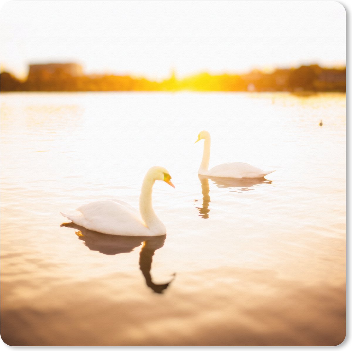 Muismat XXL 60x60 cm - Bureau onderlegger - Bureau mat Zwanen - Zonsondergang - Goud - Bureaumat - Gaming mousepad xl - Bureaulegger groot - Computer deskmat
