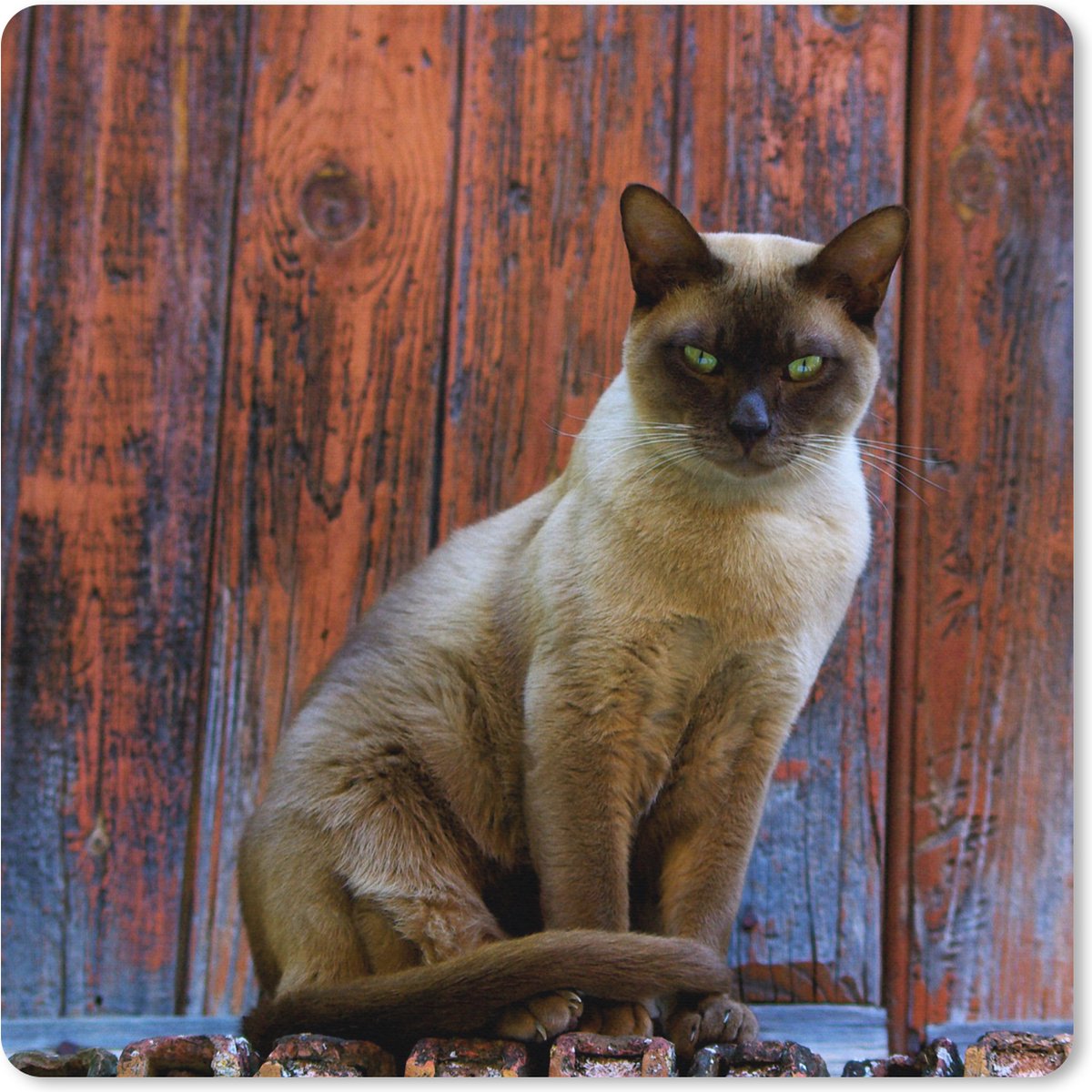 Muismat XXL 60x60 cm - Bureau onderlegger - Bureau mat Siamese kat met groene ogen op een houten achtergrond - Bureaumat - Gaming mousepad xl - Bureaulegger groot - Computer deskmat