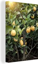 Peinture sur toile Close-up citronnier - 80x120 cm - Décoration murale