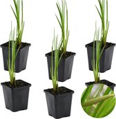 6x Acorus Calamus – Kalmoes – Vijverplant – Onderhoudsvriendelijk – Zone 2-3 – ⌀9cm - 10-20 cm