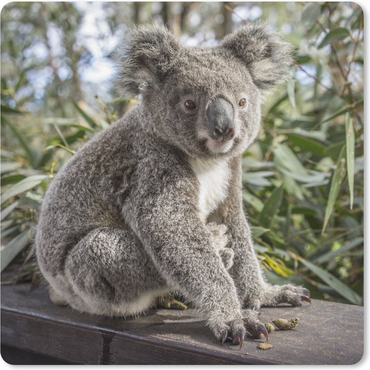 Muismat XXL 40x40 cm - Bureau onderlegger - Bureau mat Koala - Plank - Planten - Kinderen - Jongens - Meiden - Bureaumat - Gaming mousepad xl - Bureaulegger groot - Computer deskmat