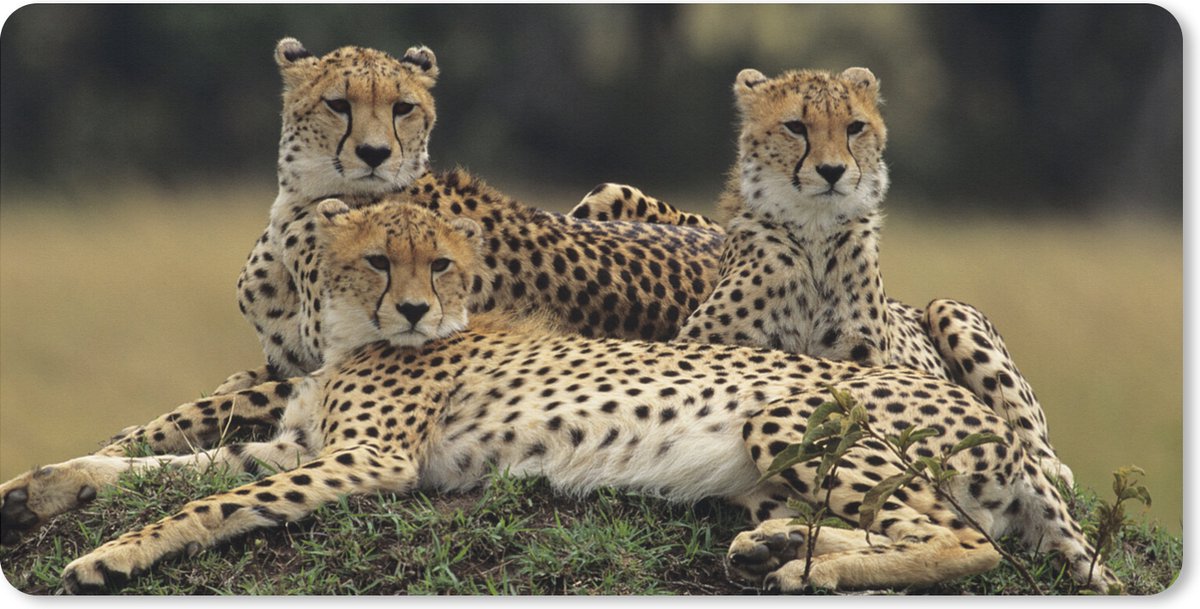 Muismat XXL 90x45 cm - Bureau onderlegger - Bureau mat Drie cheetahs op de savanne - Bureaumat - Gaming mousepad xl - Bureaulegger groot - Computer deskmat