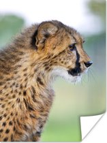 Profiel van een luipaard Poster 120x160 cm - Foto print op Poster (wanddecoratie woonkamer / slaapkamer) / Wilde dieren Poster XXL / Groot formaat!