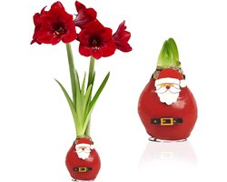 Amaryllis Wax Bol - Kerstman - Bloembollen - 1 stuk - Rood - Bloem bollen - No Water Flower