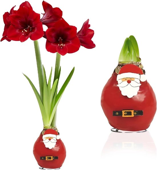 Bulbes hollandais Amaryllis Cire Bulb - Père Noël - Bulbes de fleurs - 1 pièce - Rouge - Bulbes à Bloem - No de fleur Water