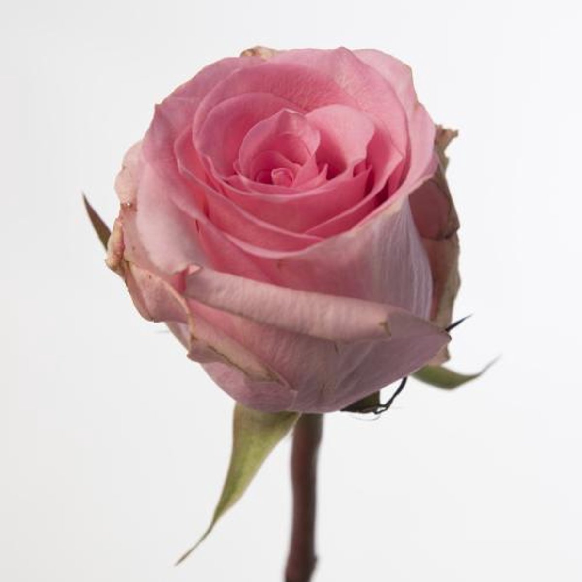 10x Rosa jessika 60cm