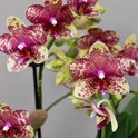 Close-up van lichtgele orchideeën met roze spikkels en een witte lip.