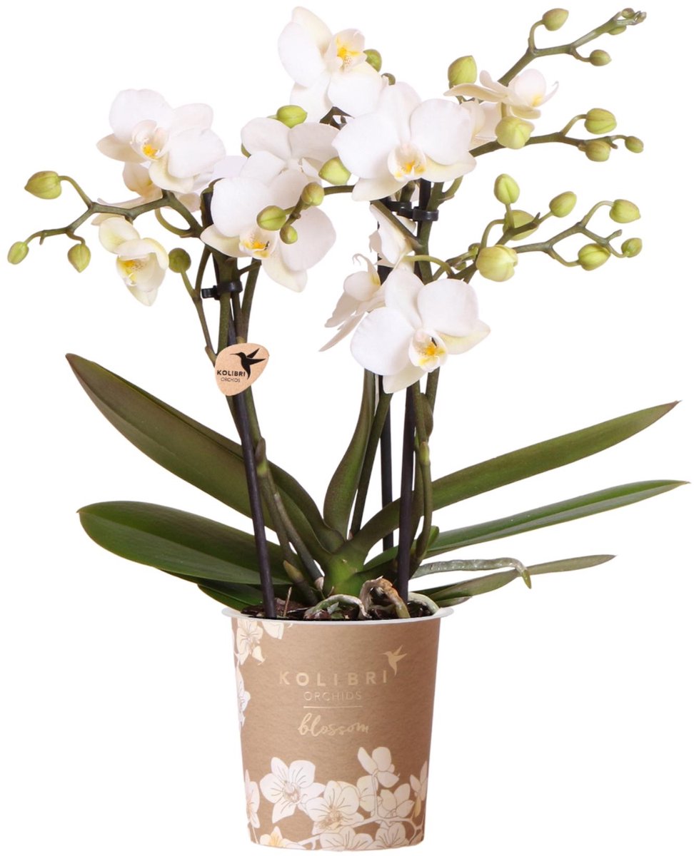 Kolibri Orchids | Witte phalaenopsis orchidee | Zürich | bloeiende kamerplant