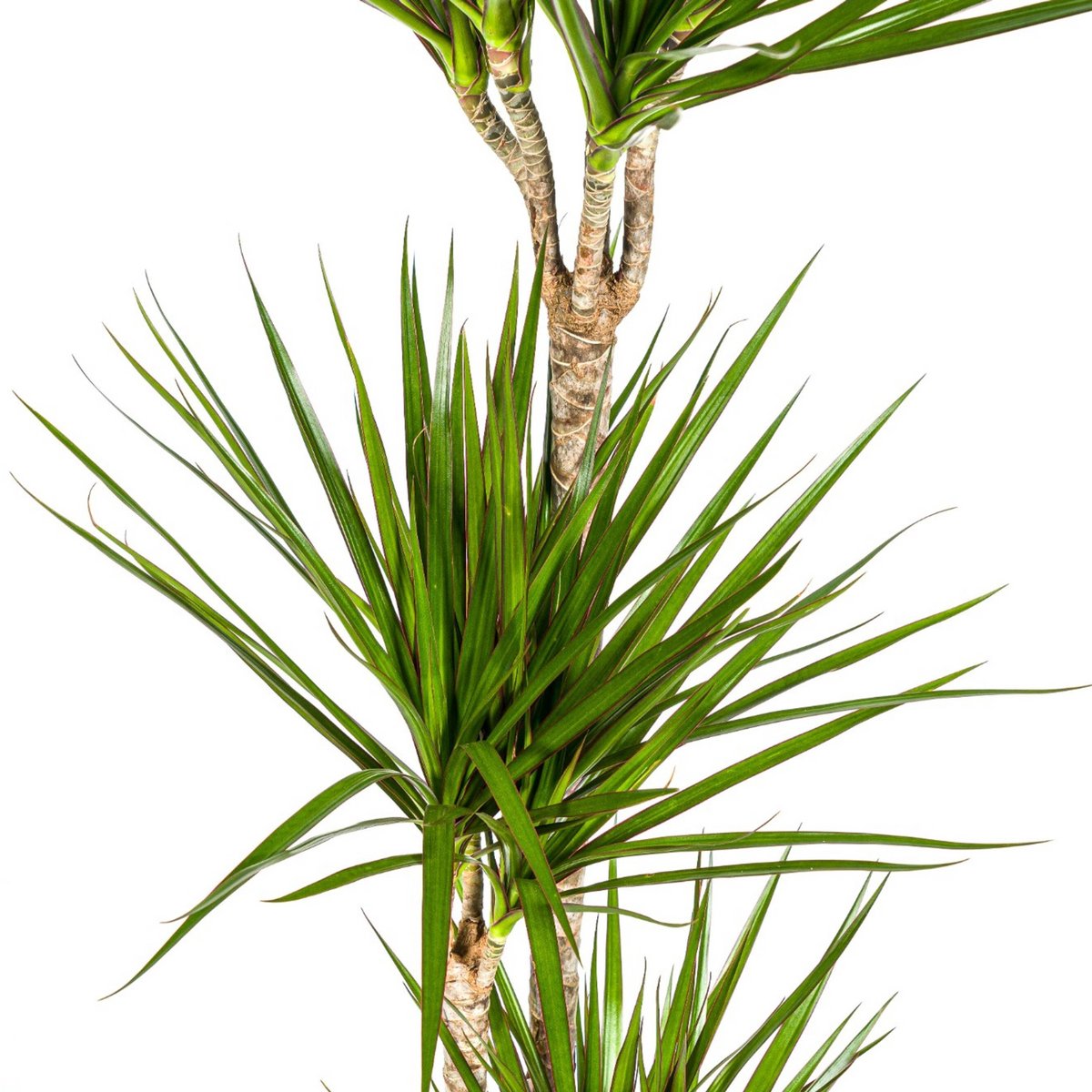 Dracaena Marginata Green Ø24cm - 140cm