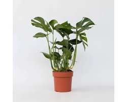 JUNAVERA Monstera deliciosa in 17 cm pot – 70 cm hoge gatenplant met 3 stekken