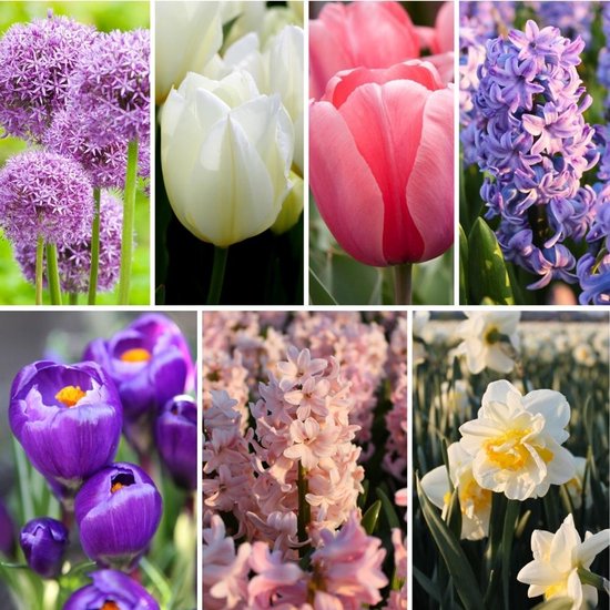 Bloembollenmix All Spring Mix - 50 bloembollen - krokussen, narcissen, hyacinten, tulpen, alliums - paars, roze, wit, geel mix - lange bloeiperiode, voorjaarsbloeier, winterhard - direct van de kweker - Flowerbulbs Amsterdam