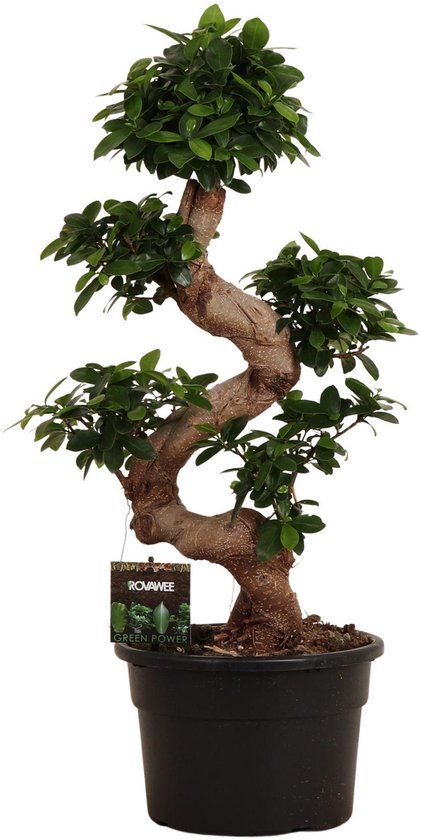 Plantenboetiek.nl | Ficus Microcarpa Ginseng - Ø23cm - 70-80cm de haut - Plante d'intérieur - Persistante