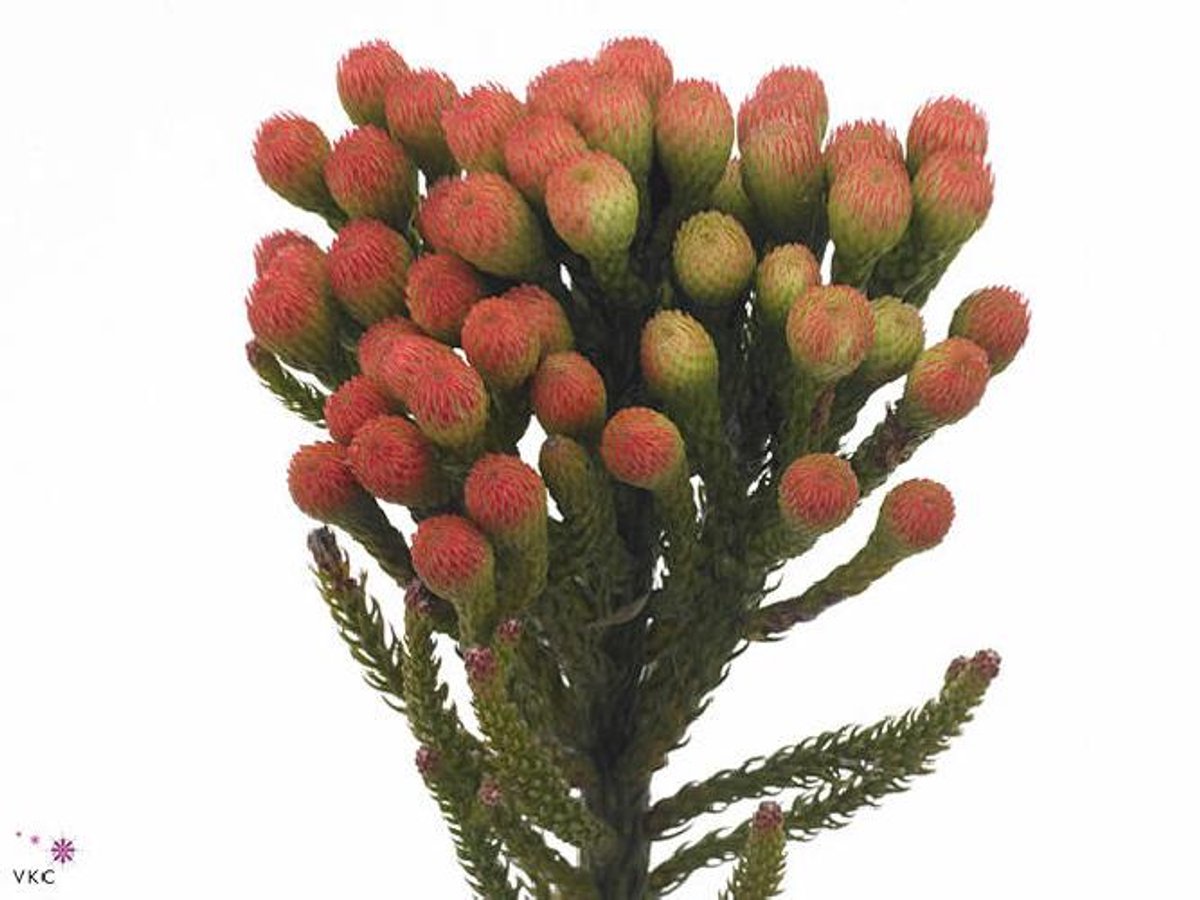10x Pg brunia laevis 40cm
