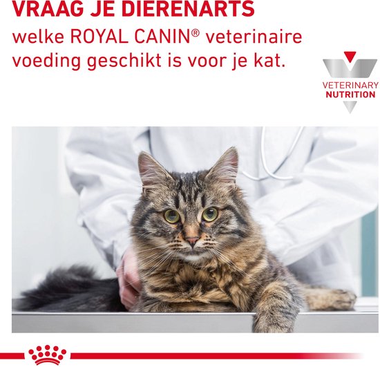 Een cyperkat wordt door een dierenarts onderzocht, die witte doktersjas draagt.