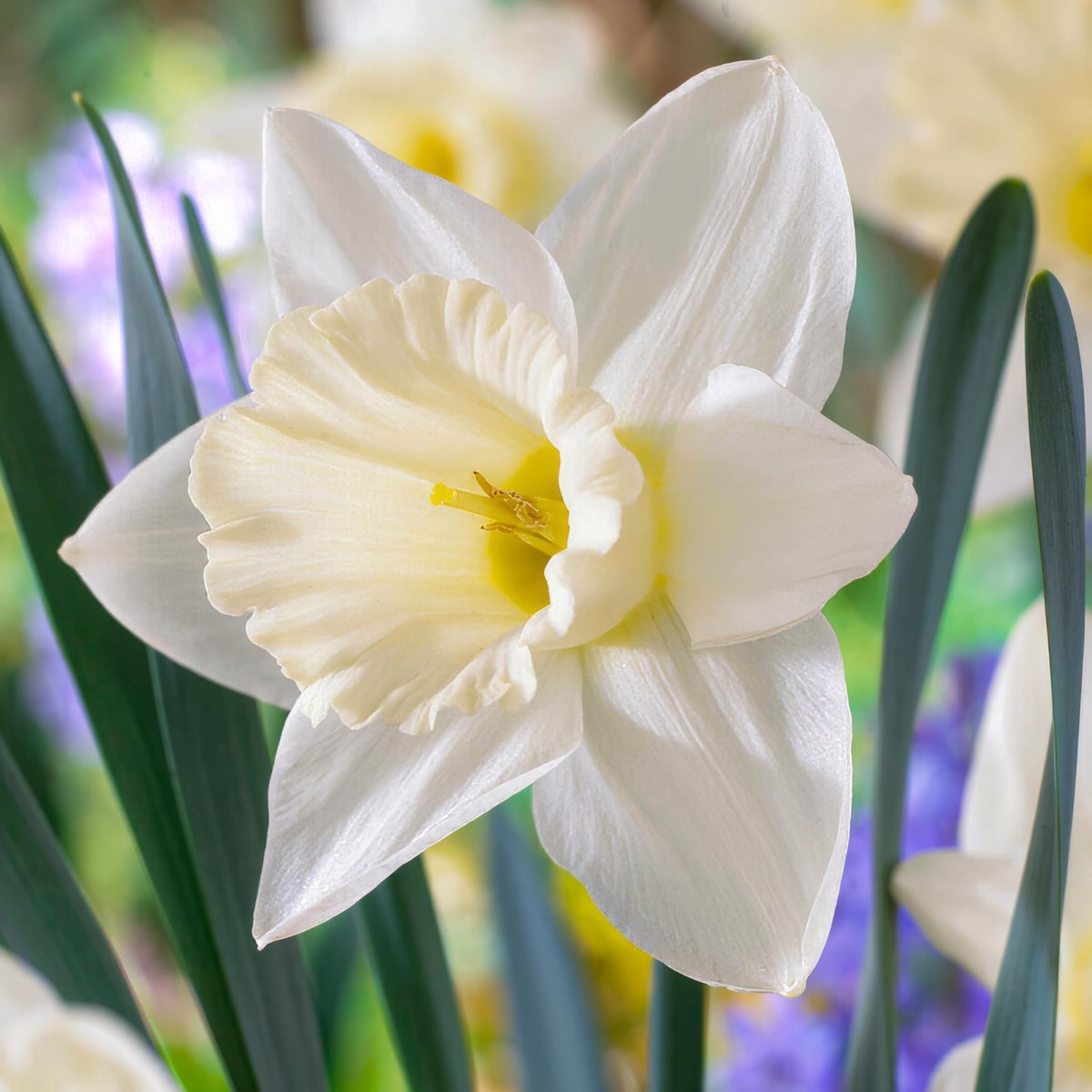 Narcissen Bloembollen Winterhard - Mount Hood - 25 stuks - Wit - Bloem Bollen Mix - Paasbloemen Meerjarig