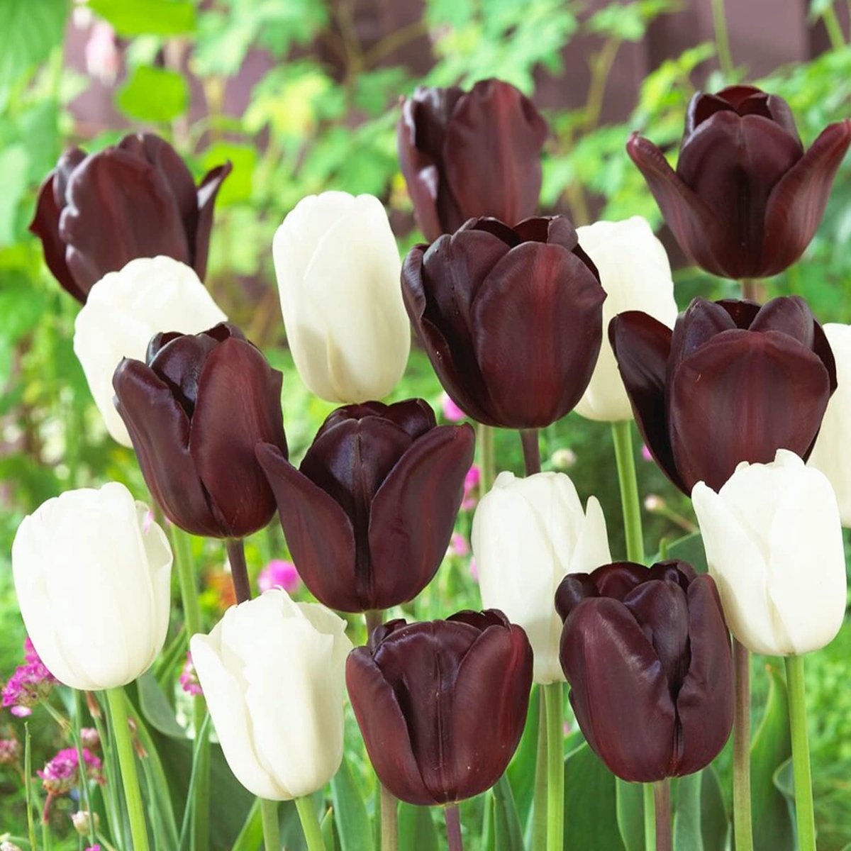 Tulpen Bloembollen Winterhard - Black and White Mix - 20 stuks - Zwart & Wit - Bloem Bollen Mix - Tulpenbollen Meerjarig