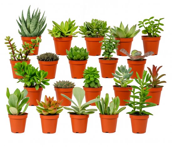 Mix van Echte Cactussen en Vetplanten - ↕5-10cm - 5,5cm - 6x Mix van Echte Cactussen en Vetplanten - ↕5-10cm - 5,5cm - 6x