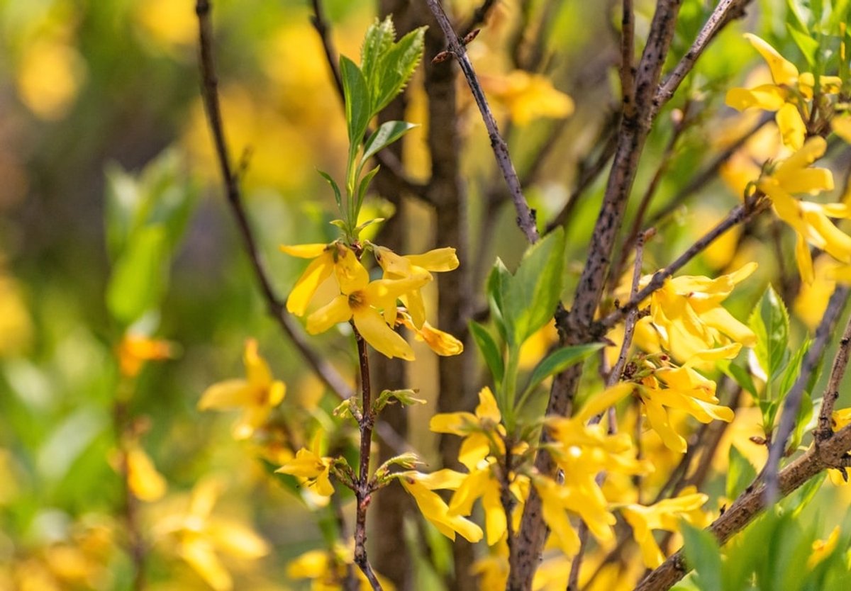 Chinees klokje 80-100 cm (in pot) - Forsythia intermedia 'Spectabilis' - Ø26 cm - gele bloemen - bijvriendelijk - sierlijk in elke tuin