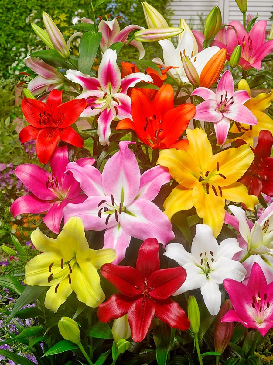 8x Lelie 'Pluktuin mix' - BULBi® Bloembollen met bloeigarantie