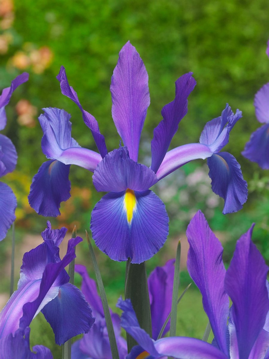 25x Iris 'Iris discovery hollandica' - BULBi® Bloembollen met bloeigarantie
