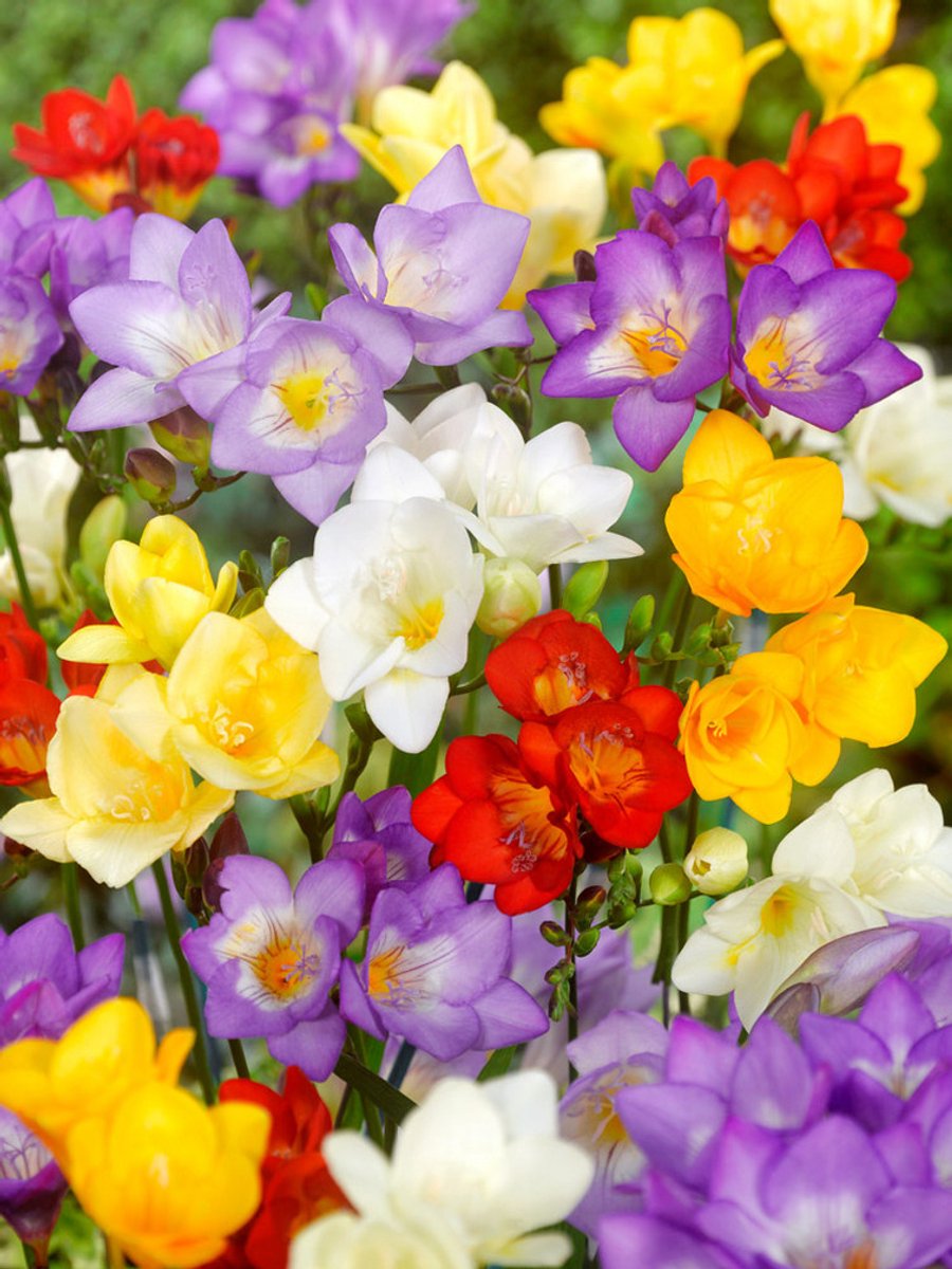 25x Freesia 'Freesia enkel gemengd' - BULBi® Bloembollen met bloeigarantie
