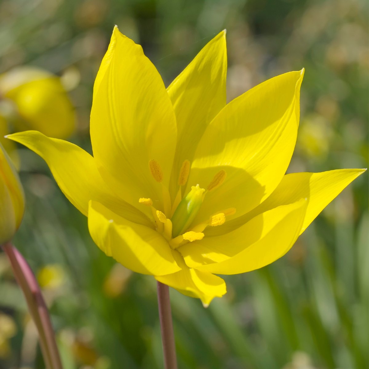 Bostulp (Tulipa Sylvestris) - Botanische polychroma - Tulipa - Snijbloemen - Voorjaarsbollen - bloeit in Mei