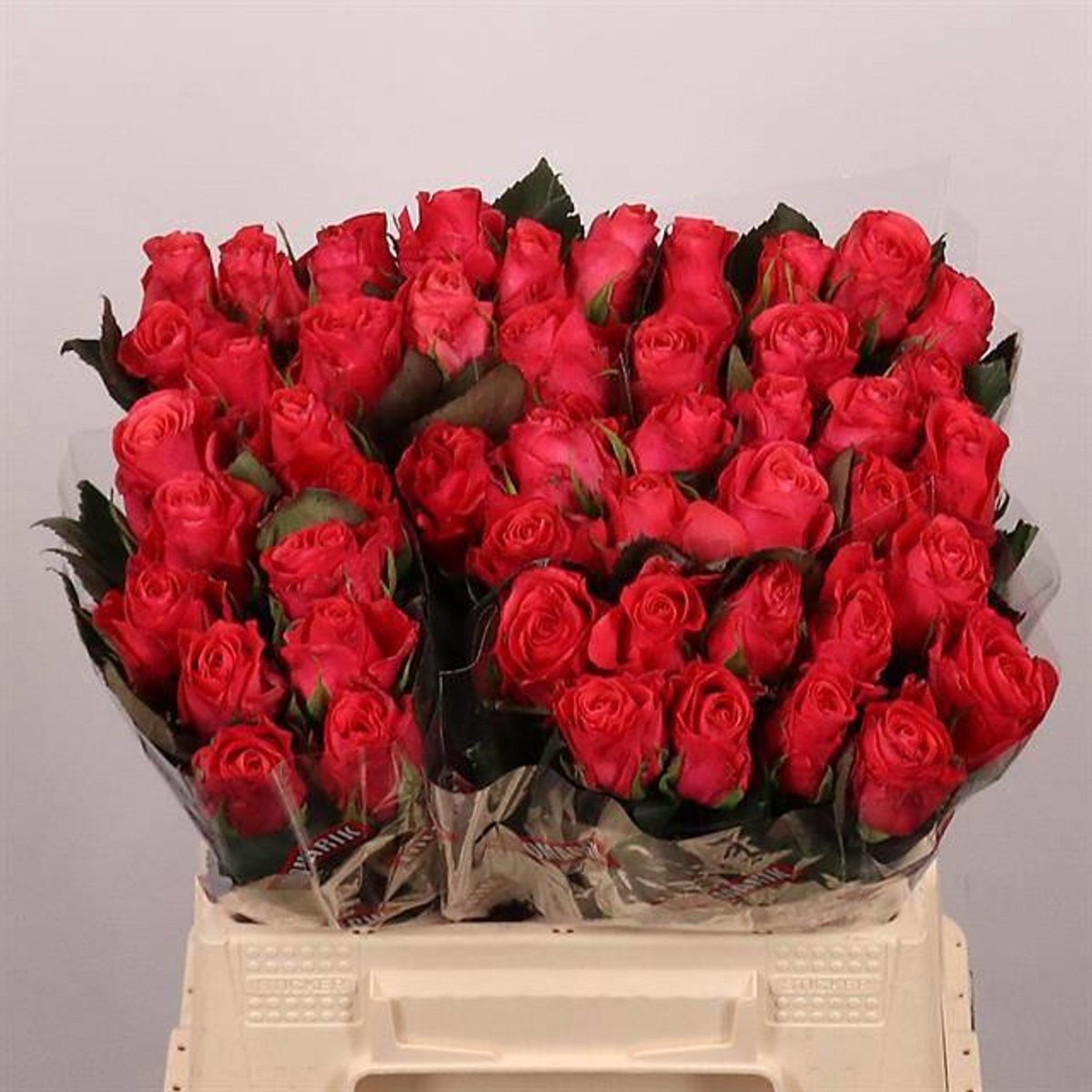 20x Rosa pink tacazzi+ 40cm