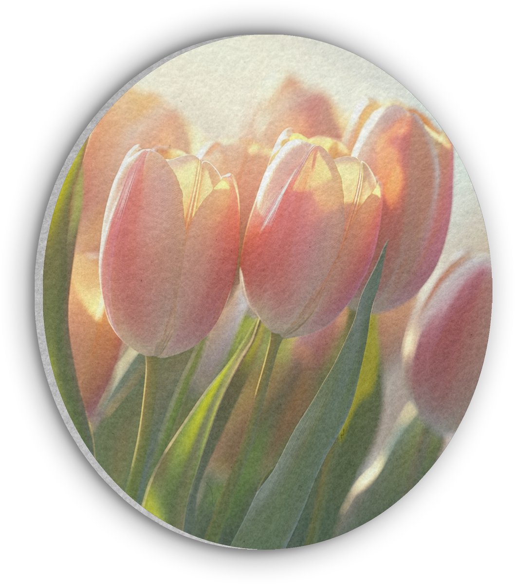 Akoestisch wandpaneel rond 50x50 cm - Vilt schilderij Tulpen - Roze - Zonnestralen - Ronde akoestische panelen - Geluidsdempende wanddecoratie - Geluidsisolatie wandcirkel - Muurdecoratie geluidspanelen