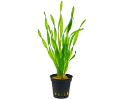 Moerings Vallisneria Spiralis | Rechte Vallisneria | in 5 cm pot