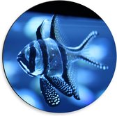 Dibond Wandcirkel - Blauwe Vis in het Aquarium  - 30x30cm Foto op Aluminium Wandcirkel (met ophangsysteem)