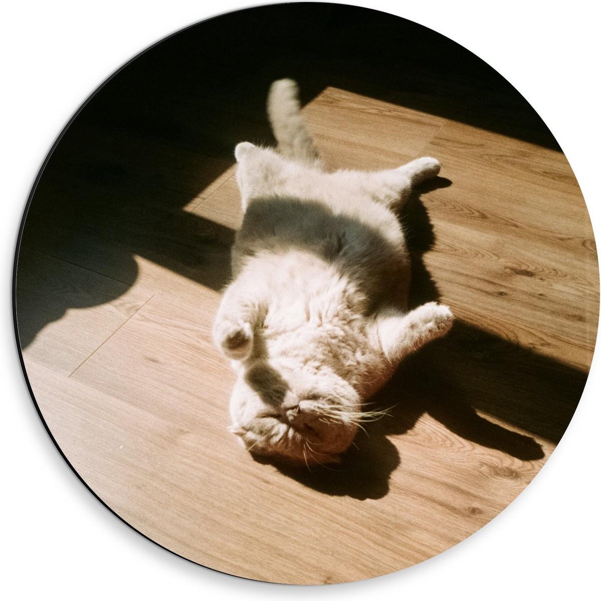 Dibond Wandcirkel - Uitrekkende Kat - 30x30cm Foto op Aluminium Wandcirkel (met ophangsysteem) op Prijzenvolger.com