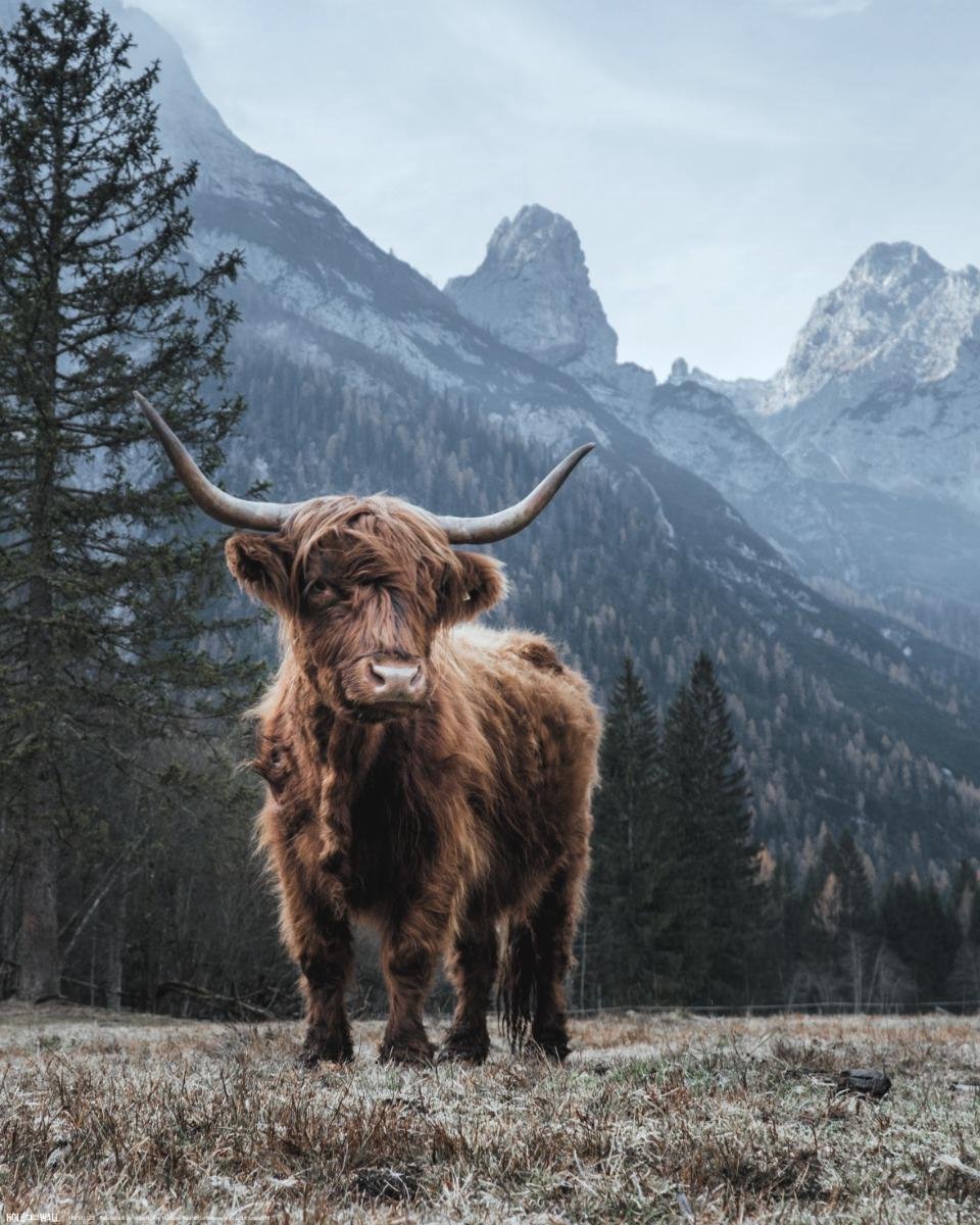 Highland Cow Poster 40x50cm - HIGHLAND COW
