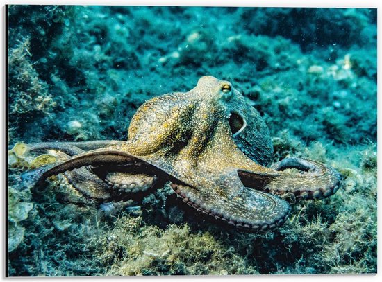 Dibond - Grote Octopus op de Zee Bodem - 40x30cm Foto op Aluminium (Met Ophangsysteem)