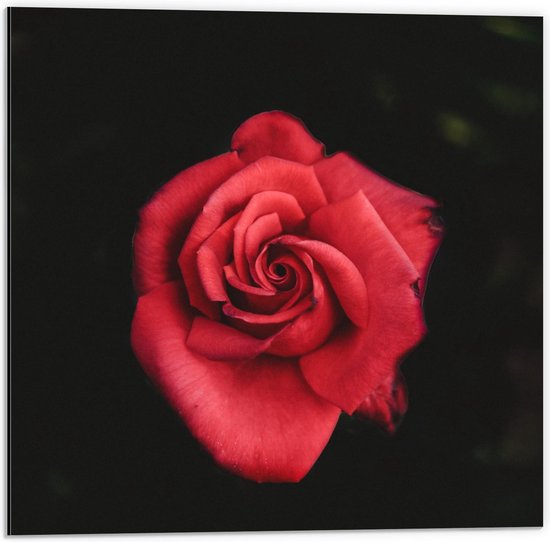 Dibond - Rood/Roze Roos - 50x50cm Foto op Aluminium (Met Ophangsysteem)