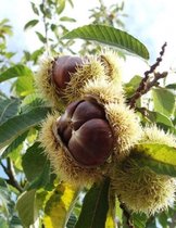 Tamme kastanje - Castanea sativa | Omtrek: 6-10 cm | Hoogte: 250 cm