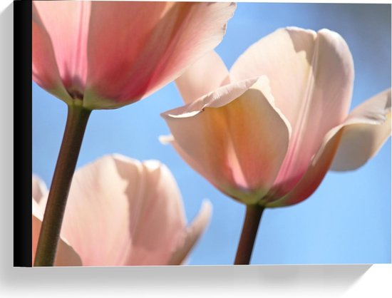 Canvas - Roze Tulp Buiten - Foto op Canvas Schilderij (Wanddecoratie op Canvas)