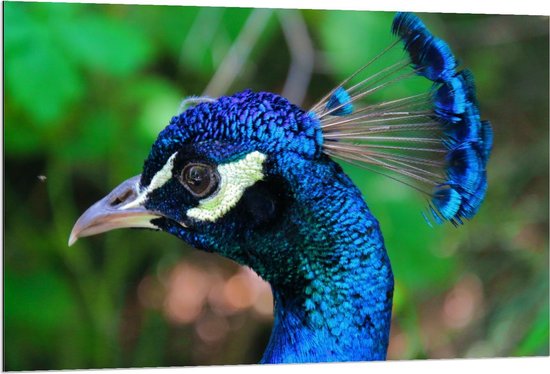 Dibond - Vogel met Mooie Blauwe Veren - 120x80cm Foto op Aluminium (Met Ophangsysteem)