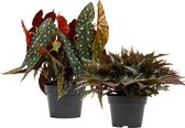 Kamerplanten van Botanicly – 2 × Stippenbegonia – Hoogte: 40 cm – Begonia Maculata