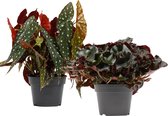 Kamerplanten van Botanicly – 2 × Stippenbegonia – Hoogte: 40 cm – Begonia Maculata, Begonia erytrophylla Black Jungle