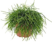 Cactus van Botanicly – Rhipsalis baccifera cashero – Hoogte: 25 cm