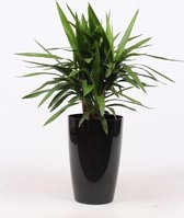 Kamerplant van Botanicly – Palmlelie in zwart plastic pot 'Santorini' als set – Hoogte: 120 cm – Yucca elephantipes
