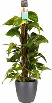 Kamerplant van Botanicly – Herfstvaren incl. sierpot antraciet als set – Hoogte: 80 cm – Epipremnum Aureum