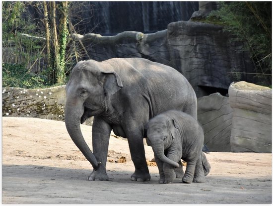 Poster - Olifant met Baby - Foto op Posterpapier