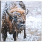 Dibond - Buffel in de Sneeuw - 50x50cm Foto op Aluminium (Wanddecoratie van metaal)