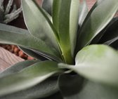 Maxifleur Kunstplanten - Kunst Agave - Kunstplant - 25 cm - In 10 cm pot - Niet van echt te onderscheiden!