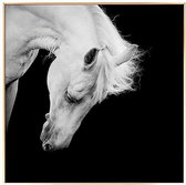 Schilderij Horse BW (100 x 2,5 x 100 cm)