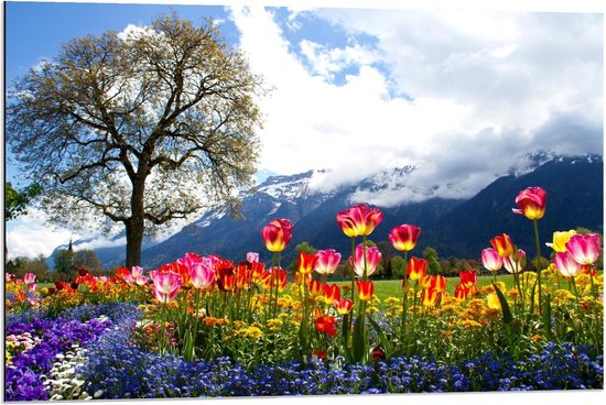 Dibond - Magisch Tulpenveld bij Grote Boom en Bergen - 90x60cm Foto op Aluminium (Met Ophangsysteem)